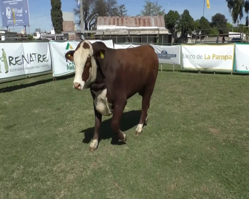 Lote Toro Braford RP743 - PR