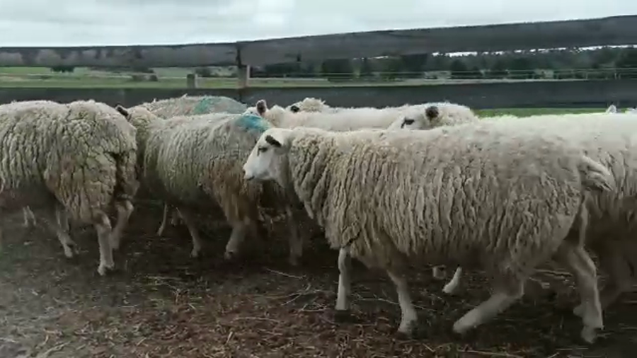 Lote (Vendido)27 Ovejas TEX-CRUZA a remate en 5to remate por pantalla ENTRE MARTILLOS, San José