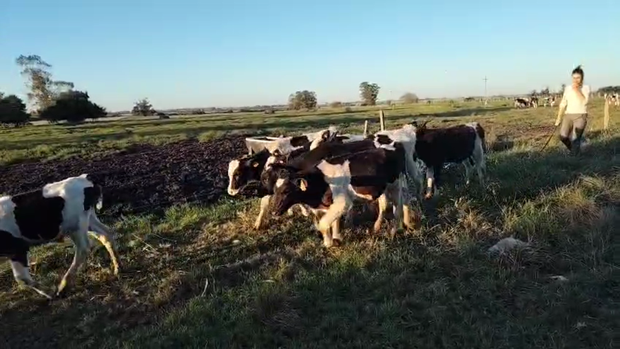 Lote 8 Terneros a remate en Pantalla Camy, San José