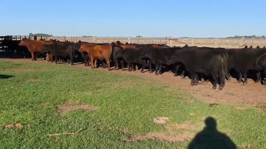 Lote 85 Novillos