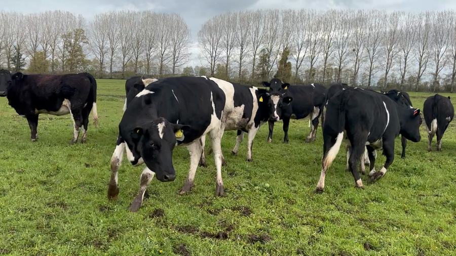 Lote 45 Vaquilla Gorda en Río Bueno, XIV Región Los Ríos