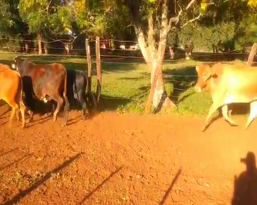 Lote 50 Vacas CUT  en Virasoro, Corrientes
