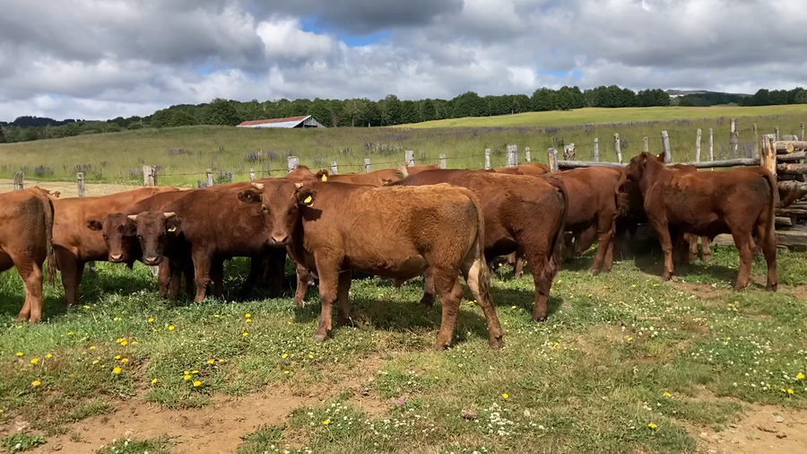 Lote 20 Novillo Engorda en Coyhaique, XI Región Aysén