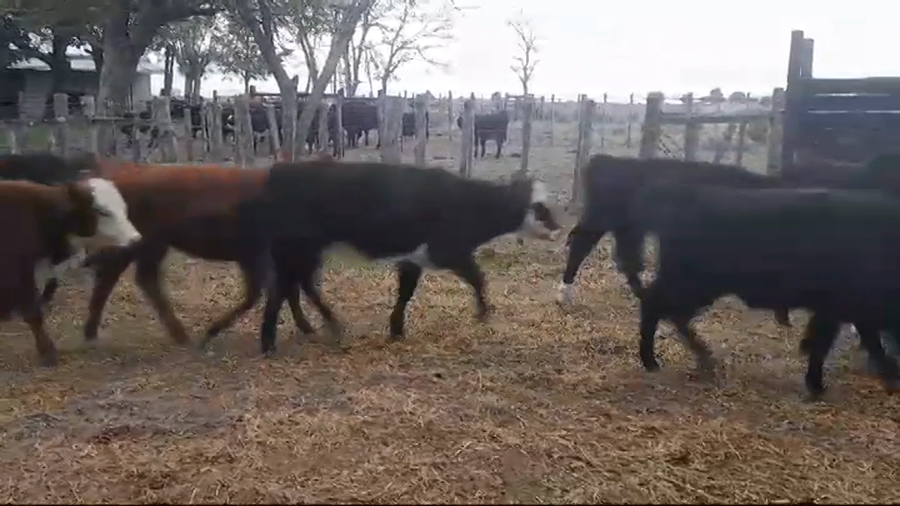 Lote (Vendido)15 Terneras AA/ HE a remate en #45 Pantalla Carmelo  160kg -  en La Concordia
