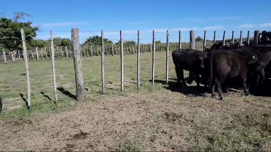 Lote 26 Terneras en Punta Indio, Buenos Aires