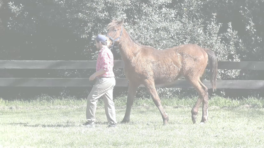 Lote MARAVILLADO SI (SILENTIO -  LA ASOMBROSA)