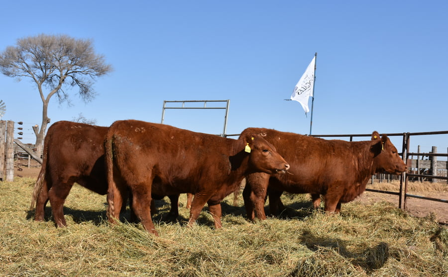 Lote VAQUILLONAS MAS CON GARANTÍA DE PREÑEZ (Corral 9)