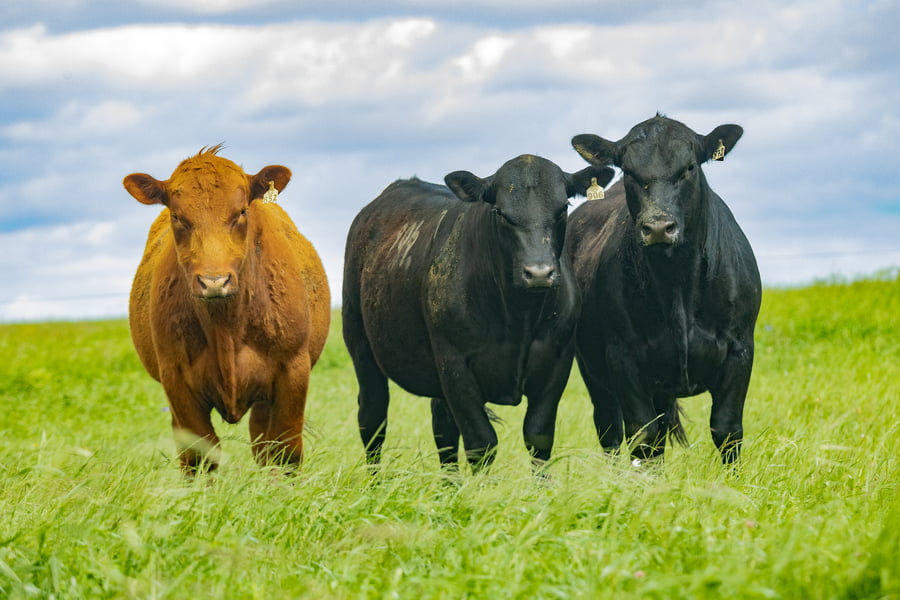 Lote Toros PI 2 AÑOS