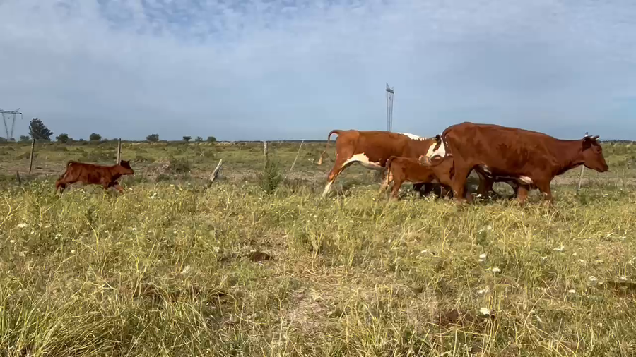 Lote 128 Vacas nuevas C/ cria