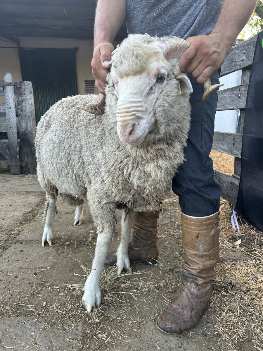 Lote Borrego 2D (MO: No)