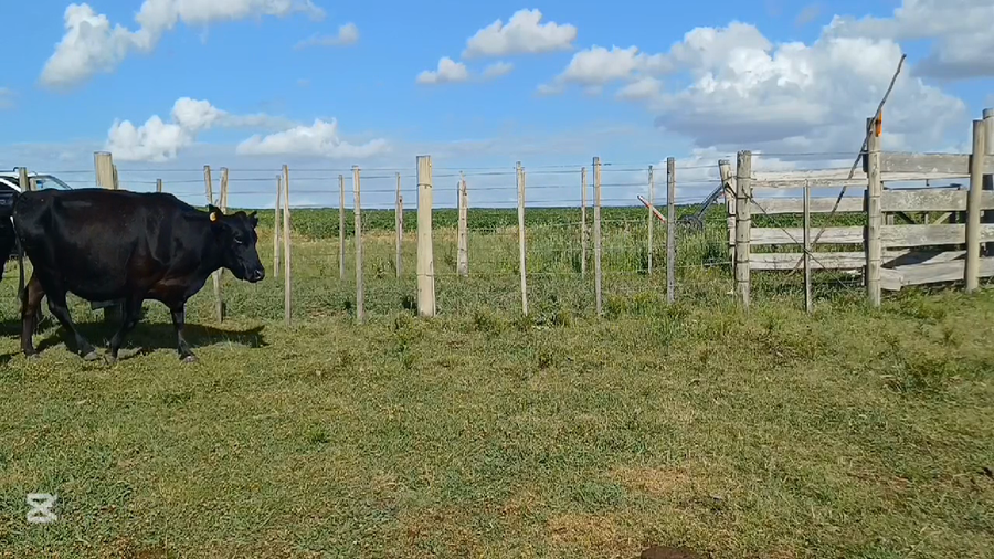 Lote VACAS ENTORADAS