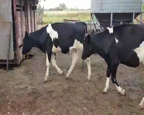 Lote 25 Terneros en Bolívar, Buenos Aires