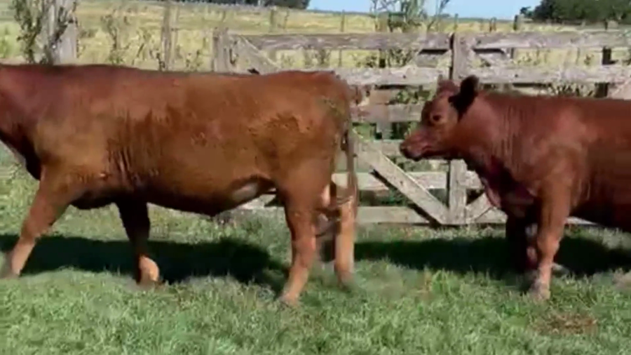 Lote 30 TERNS. MACHOS Y HEMBRAS, OLAVARRIA, PCIA. DE BS. AS.