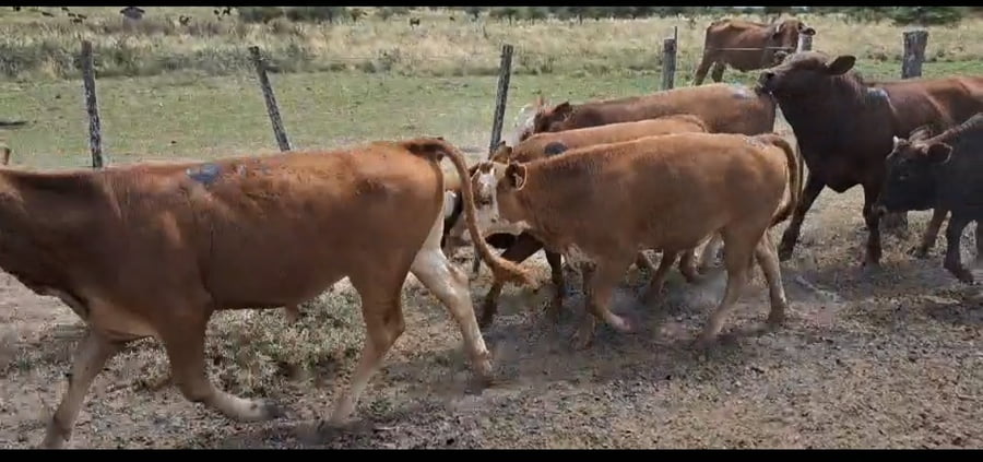Lote 28 Terneros/as en Corrientes, Curuzú-Cuatiá