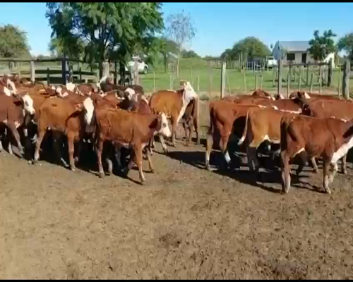 Lote 75 Terneros en Curuzú-Cuatiá, Corrientes