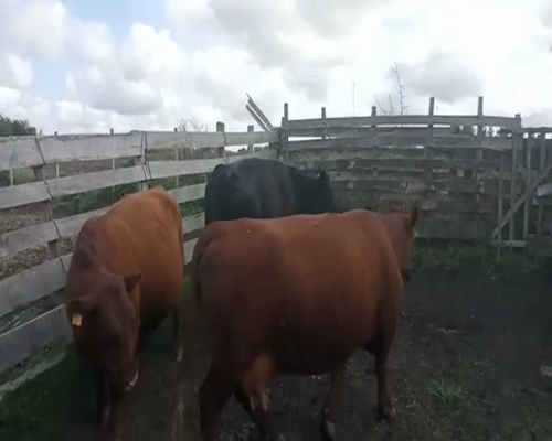 Lote Vacas