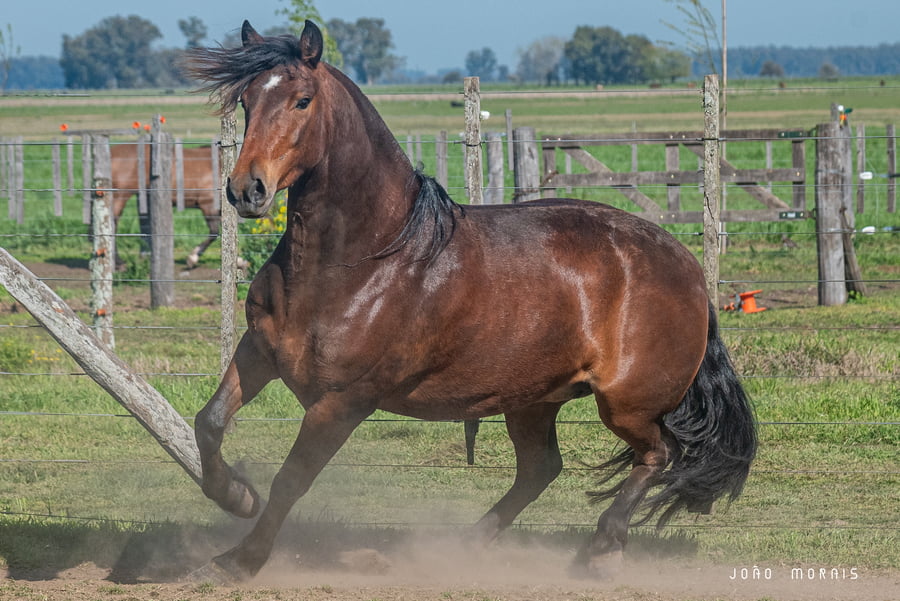 Lote Afianzado Picante