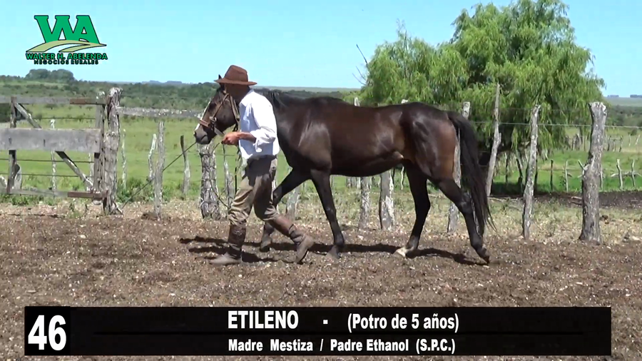 Lote ETILENO
