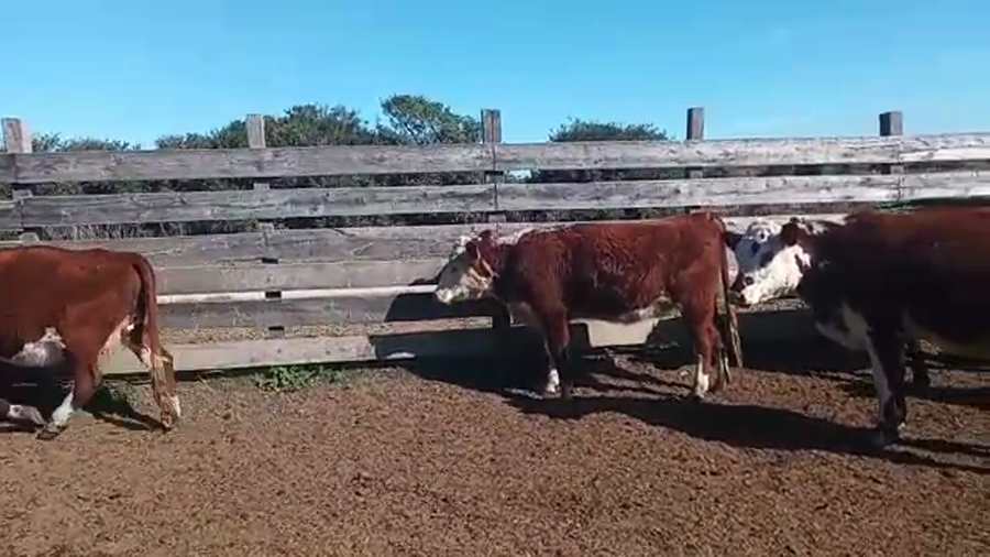 Lote 13 Vaquillonas 1 a 2 años a remate en Pantalla Camy Mayo - Desde La Cuenca 400kg - , San José