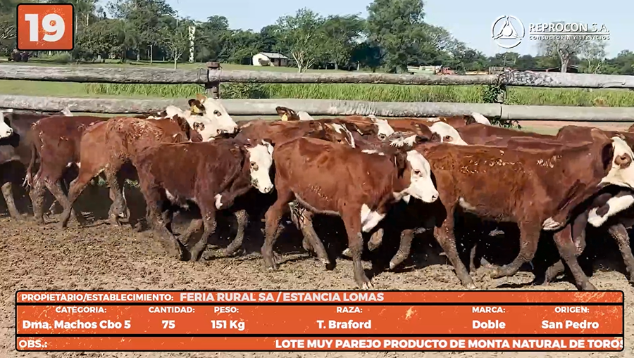 Lote LOTE 19