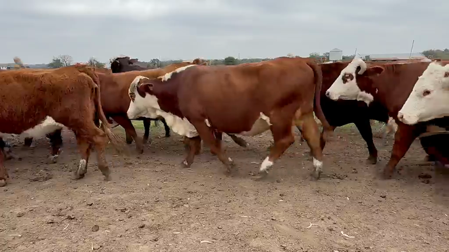 Lote 45 Vacas CUT preñadas