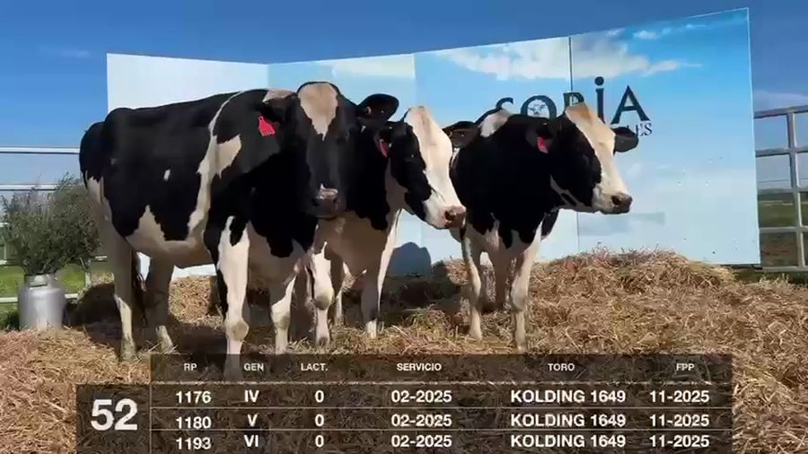 Lote VACAS Y VAQUILLONAS PRÓXIMAS