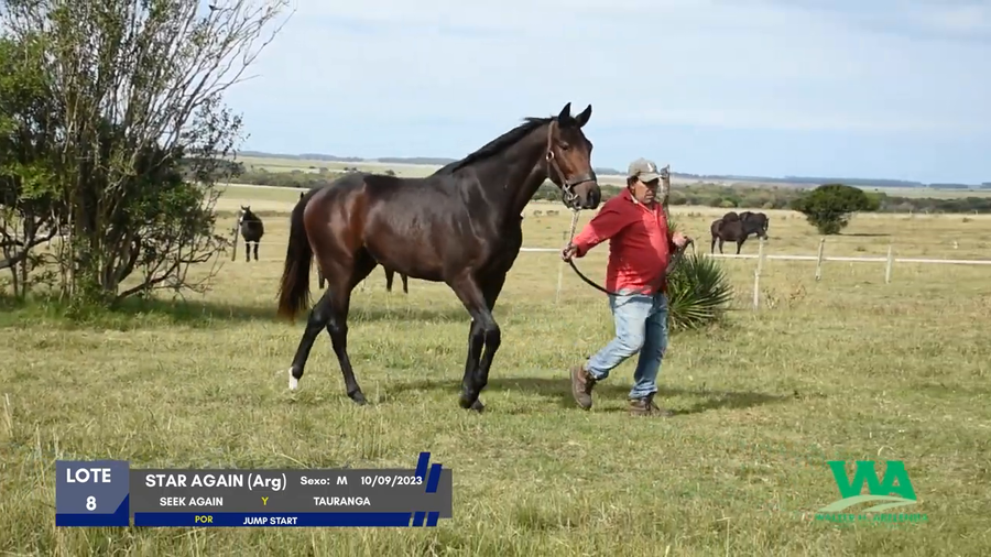 Lote STAR AGAIN (Arg)