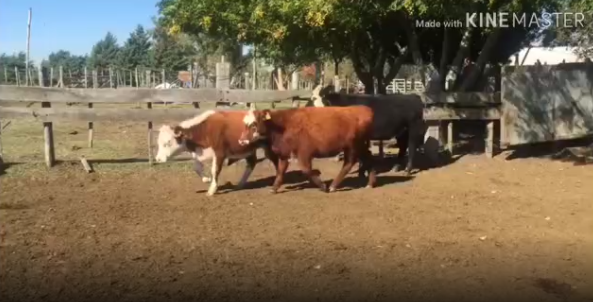 Lote 3 Vaquillonas en Soriano