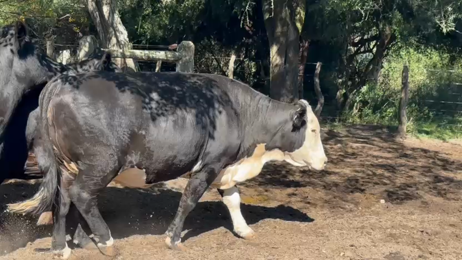 Lote 19 Vacas faena