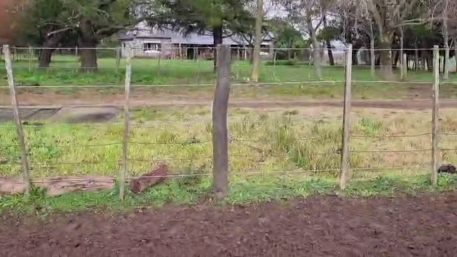 Lote 60 TERNS. MACHOS Y HEMBRAS, EN LOBERÍA, BS. AS.