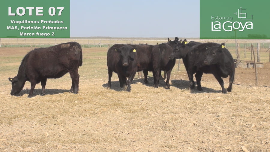 Lote VAQUILLONAS PREÑADAS MAS PARICIÓN PRIMAVERA