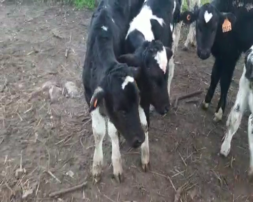 Lote 12 Terneros HOLANDO a remate en Pantalla Camy 0 - 0kg - , San José