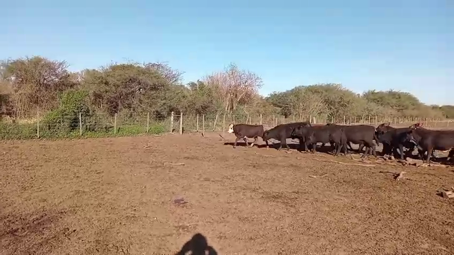 Lote 60 Vaquillonas Brangus, braford y sus cruzas en Cululú, Santa Fe