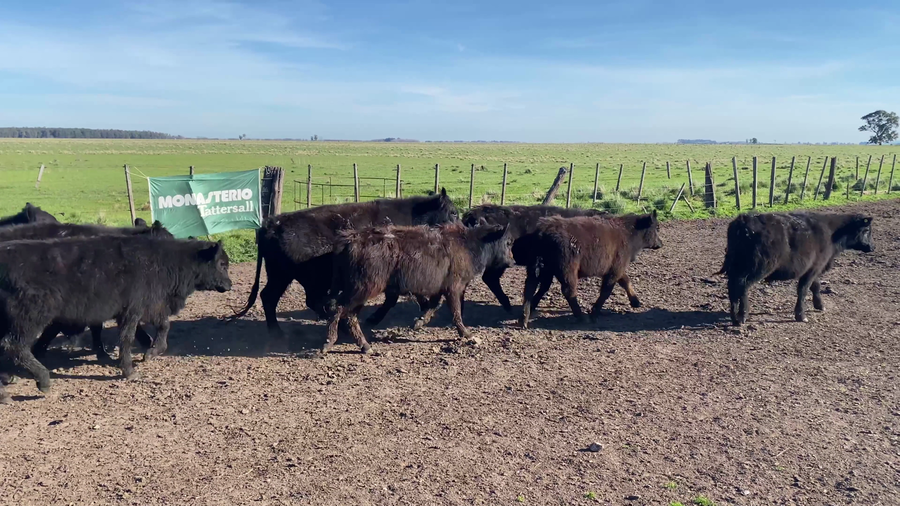 Lote 39 Terneros en Ayacucho