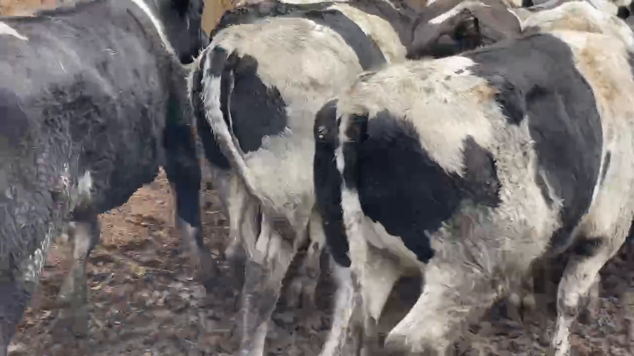 Lote 40 Novillo Gordo en Melipilla, Región Metropolitana