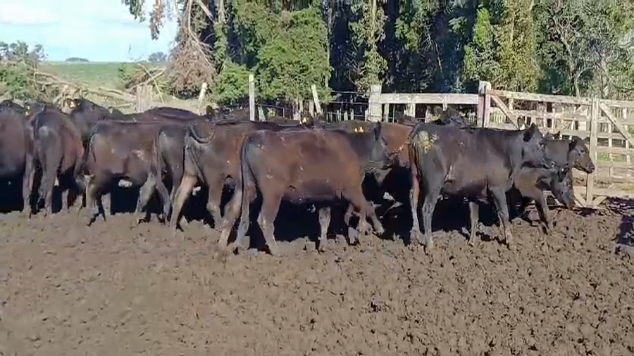 Lote (Vendido)37 Vaquillonas 1 a 2 años ANGUS a remate en #50 Pantalla Carmelo 310kg -  en FLORES
