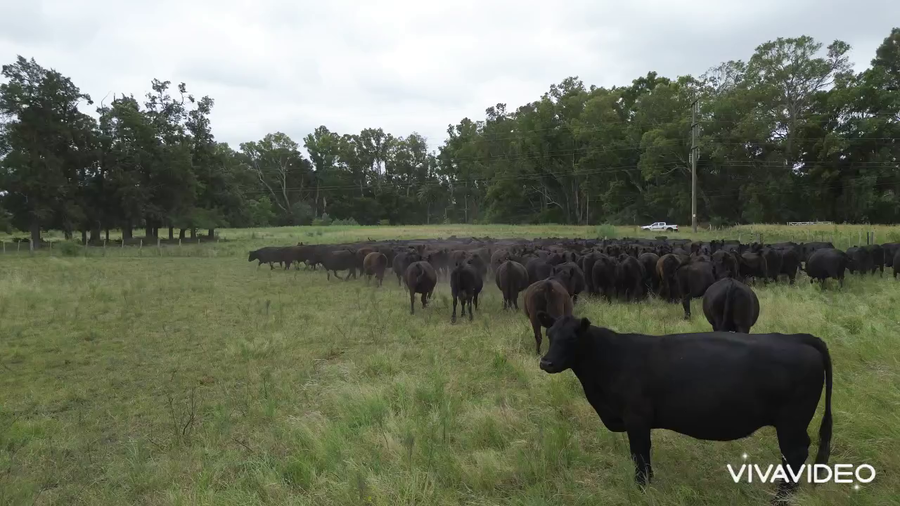 Lote 185 Vacas nuevas C/ gtia de preñez