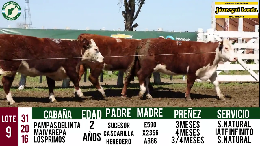 Lote VAQUILLONAS PURAS REGISTRADAS CON GARANTÍA DE PREÑEZ