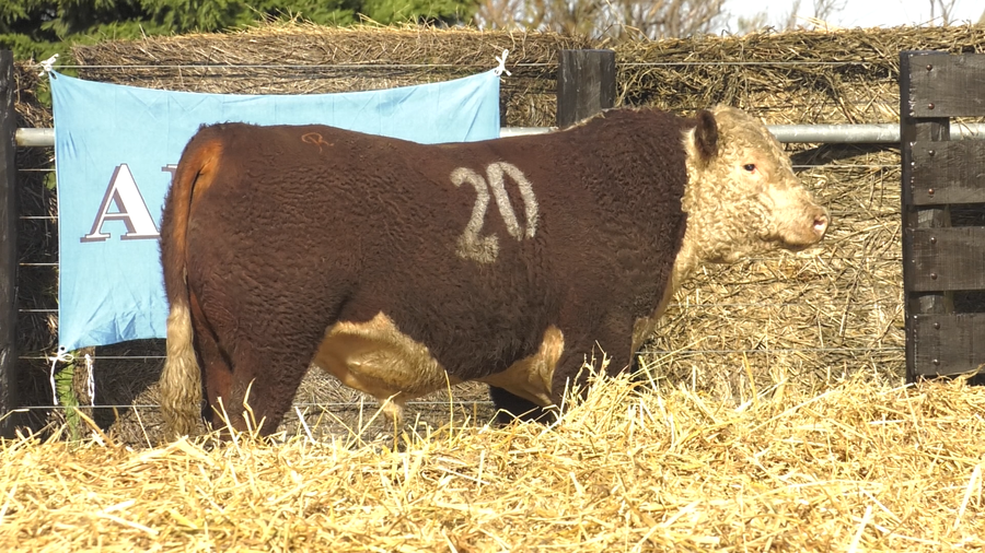 Lote TOROS P. HEREFORD PURO REGISTRADO