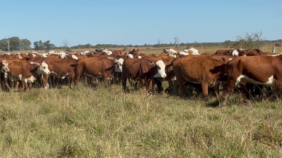 Lote 156 Vaquillonas en Corrientes, Mercedes