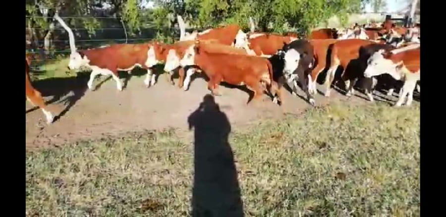 Lote 75 Terneros/as en Villaguay, Entre Ríos