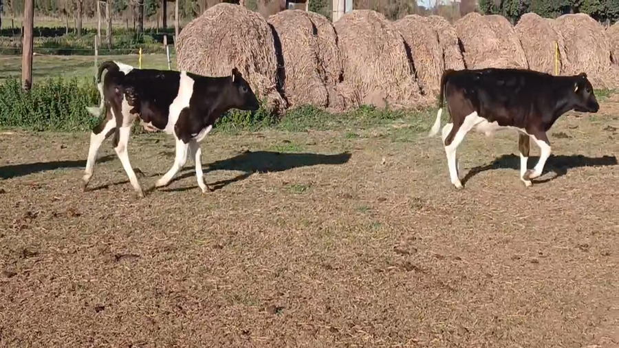 Lote 22 Terneros Holando Argentino en Col. Raquel, Santa Fe