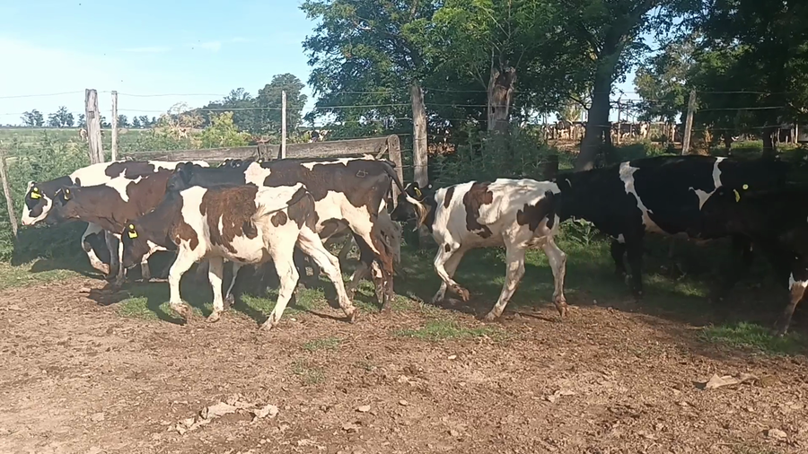 Lote 16 Terneros Holando Argentino en Tacural, Santa Fe