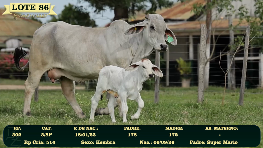 Lote LOTE 86