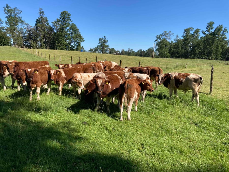 Lote 27 Ternero en Purranque, X Región Los Lagos
