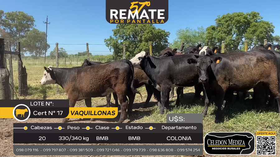 Lote 20 Vaquillonas  en Nueva Palmira, Colonia