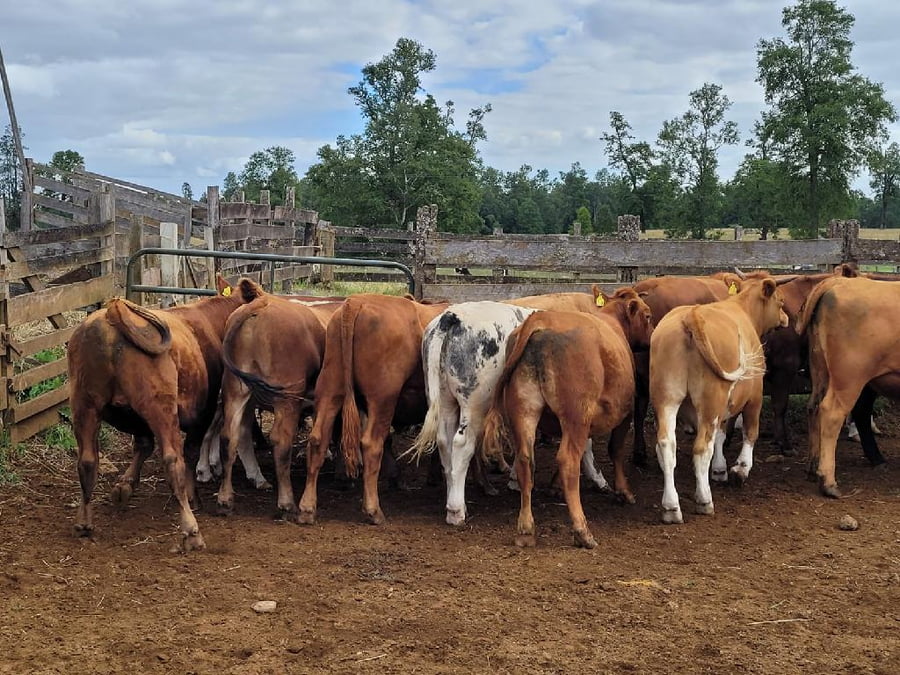 Lote 24 Novillo Engorda en Purranque, X Región Los Lagos