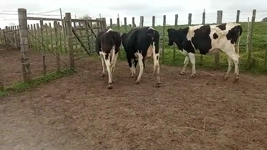 Lote (Vendido)3 Vaquillonas 1 a 2 años holando a remate en 5to remate por pantalla ENTRE MARTILLOS 450kg -  en san ramon