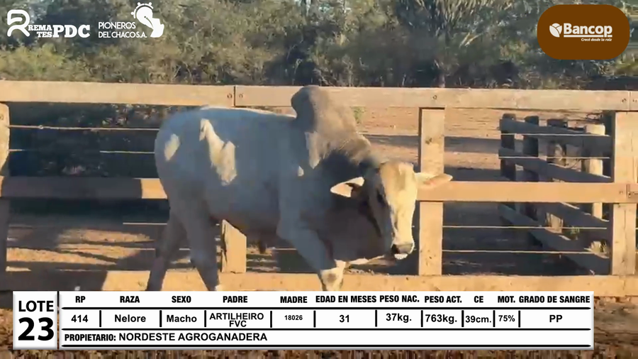 Lote Lote 23