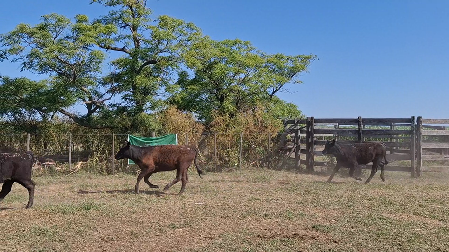 Lote 44 Terneros/as en Navarro